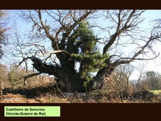 Castiñeiro de Sancroio
(Vicinte-Outeiro de Rei)
 