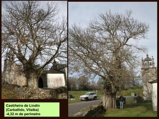 Castiñeiro de Lindín
(Carballido, Vilalba)
-4,32 m de perímetro
 