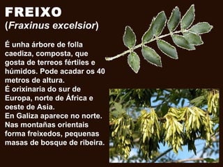 FREIXO
(Fraxinus excelsior)
É unha árbore de folla
caediza, composta, que
gosta de terreos fértiles e
húmidos. Pode acadar os 40
metros de altura.
É orixinaria do sur de
Europa, norte de África e
oeste de Asia.
En Galiza aparece no norte.
Nas montañas orientais
forma freixedos, pequenas
masas de bosque de ribeira.
 