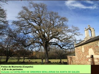 Freixo de Muimenta (Cospeito)
-3,25 m de perímetro.
Incluído no CATÁLOGO DE ÁRBORES SENLLEIRAS DA XUNTA DE GALIZA
 