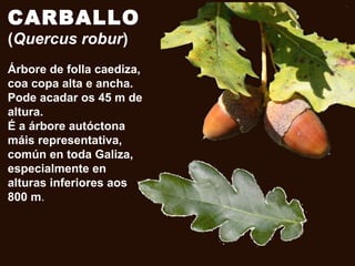 CARBALLO
(Quercus robur)
Árbore de folla caediza,
coa copa alta e ancha.
Pode acadar os 45 m de
altura.
É a árbore autóctona
máis representativa,
común en toda Galiza,
especialmente en
alturas inferiores aos
800 m.
 