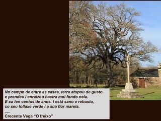 No campo de entre as casas, terra atopou de gusto
e prendeu i enraizou hastra moi fondo nela.
E xa ten centos de anos. I está sano e rebusto,
co seu follaxe verde i a súa flor marela.
.....
Crecente Vega “O freixo”
 