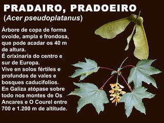 PRADAIRO, PRADOEIRO
(Acer pseudoplatanus)
Árbore de copa de forma
ovoide, ampla e frondosa,
que pode acadar os 40 m
de altura.
É orixinaria do centro e
sur de Europa.
Vive en solos fértiles e
profundos de vales e
bosques caducifolios.
En Galiza atópase sobre
todo nos montes de Os
Ancares e O Courel entre
700 e 1.200 m de altitude.
 