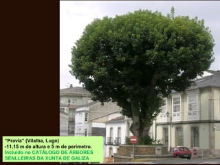 “Pravia” (Vilalba, Lugo)
-11,15 m de altura e 5 m de perímetro.
Incluído no CATÁLOGO DE ÁRBORES
SENLLEIRAS DA XUNTA DE GALIZA
 