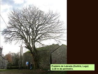 Pradairo de Labrada (Guitiriz, Lugo)
-2,30 m de perímetro.
 