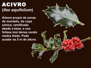 ACIVRO
(Ilex aquifolium)
Árbore propia de zonas
de montaña, de copa
cónica, ramificada
desde a base, e coa
follaxe moi densa cando
medra illado. Pode
acadar os 5 m de altura.
 