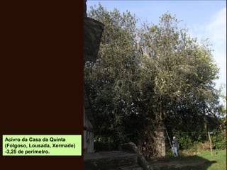 Acivro da Casa da Quinta
(Folgoso, Lousada, Xermade)
-3,25 de perímetro.
 