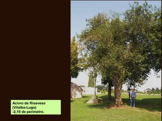 Acivro de Rioaveso
(Vilalba-Lugo)
-2,10 de perímetro.
 