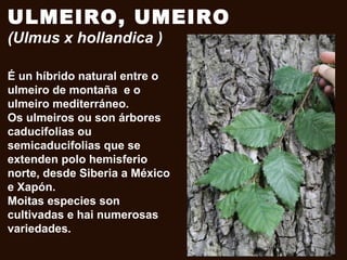 ULMEIRO, UMEIRO
(Ulmus x hollandica )
É un híbrido natural entre o
ulmeiro de montaña e o
ulmeiro mediterráneo.
Os ulmeiros ou son árbores
caducifolias ou
semicaducifolias que se
extenden polo hemisferio
norte, desde Siberia a México
e Xapón.
Moitas especies son
cultivadas e hai numerosas
variedades.
 