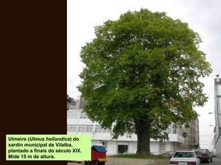 Ulmeiro (Ulmus hollandica) do
xardín municipal de Vilalba,
plantado a finais do século XIX.
Mide 15 m de altura.
 