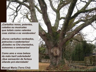 ¡Carballos rexos, potentes,
calados ou musicales
que loitais como valentes
coas xistras e os vendavales!
¡Duros carballos verdeados,
petrucios e sedentarios!
¡Estades na Chá chantados,
solemnes e centenarios!
Como amo a vosa beleza
da máis baril sobriedade!
¡Que sensación de forteza
ollando prá eternidade!
Manuel María (Terra Chá)
 