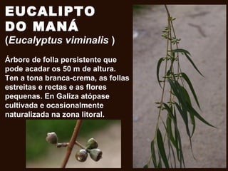 EUCALIPTO
DO MANÁ
(Eucalyptus viminalis )
Árbore de folla persistente que
pode acadar os 50 m de altura.
Ten a tona branca-crema, as follas
estreitas e rectas e as flores
pequenas. En Galiza atópase
cultivada e ocasionalmente
naturalizada na zona litoral.
 