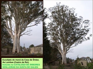 Eucalipto do maná da Casa de Órdax.
As Lombas (Castro de Rei).
Incluído no CATÁLOGO DE ÁRBORES
SENLLEIRAS DA XUNTA DE GALIZA
 