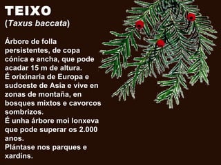 TEIXO
(Taxus baccata)
Árbore de folla
persistentes, de copa
cónica e ancha, que pode
acadar 15 m de altura.
É orixinaria de Europa e
sudoeste de Asia e vive en
zonas de montaña, en
bosques mixtos e cavorcos
sombrizos.
É unha árbore moi lonxeva
que pode superar os 2.000
anos.
Plántase nos parques e
xardíns.
 
