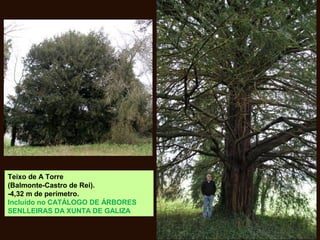 Teixo de A Torre
(Balmonte-Castro de Rei).
-4,32 m de perímetro.
Incluído no CATÁLOGO DE ÁRBORES
SENLLEIRAS DA XUNTA DE GALIZA
 