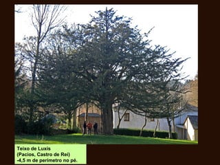 Teixo de Luxís
(Pacios, Castro de Rei)
-4,5 m de perímetro no pé.
 