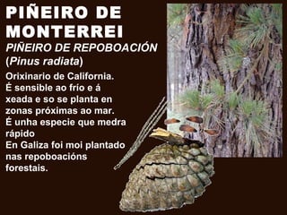 PIÑEIRO DE
MONTERREI
PIÑEIRO DE REPOBOACIÓN
(Pinus radiata)
Orixinario de California.
É sensible ao frío e á
xeada e so se planta en
zonas próximas ao mar.
É unha especie que medra
rápido
En Galiza foi moi plantado
nas repoboacións
forestais.
 