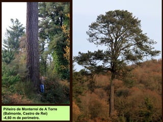 Piñeiro de Monterrei de A Torre
(Balmonte, Castro de Rei)
-4,60 m de perímetro.
 