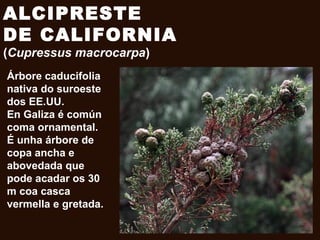 ALCIPRESTE
DE CALIFORNIA
(Cupressus macrocarpa)
Árbore caducifolia
nativa do suroeste
dos EE.UU.
En Galiza é común
coma ornamental.
É unha árbore de
copa ancha e
abovedada que
pode acadar os 30
m coa casca
vermella e gretada.
 