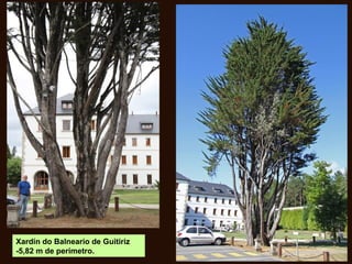 Xardín do Balneario de Guitiriz
-5,82 m de perímetro.
 