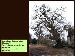 Carballo da Casa de Altide
(Begonte).
Ten 20,5 m de altura, 7 m de
perímetro.
Atópase no interior dunha
propiedade.
 