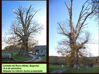 Carballo do Roxo (Altide, Begonte)
-8 m de perímetro.
Atópase no interior dunha propiedade.
 