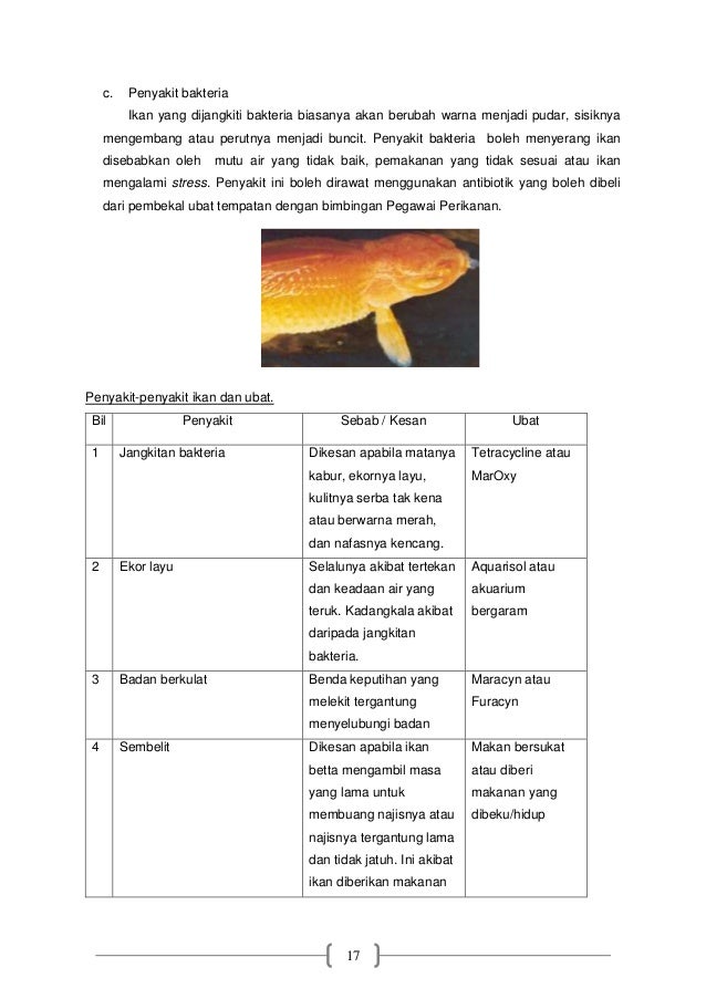 Rbt ikan hiasan 2014