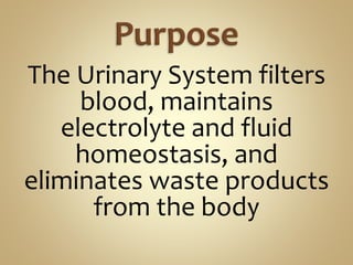 The Urinary System filters
blood, maintains
electrolyte and fluid
homeostasis, and
eliminates waste products
from the body
 
