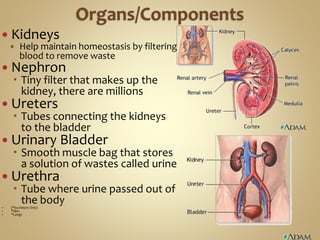  Kidneys
 Help maintain homeostasis by filtering
blood to remove waste
 Nephron
 Tiny filter that makes up the
kidney, there are millions
 Ureters
 Tubes connecting the kidneys
to the bladder
 Urinary Bladder
 Smooth muscle bag that stores
a solution of wastes called urine
 Urethra
 Tube where urine passed out of
the body (*Excretory Only)
 *Skin
 *Lungs
 