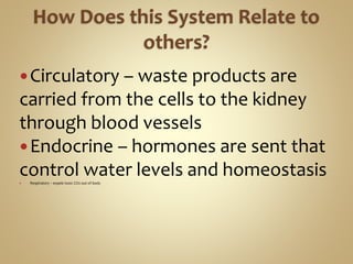 Circulatory – waste products are
carried from the cells to the kidney
through blood vessels
Endocrine – hormones are sent that
control water levels and homeostasis Respiratory – expels toxic CO2 out of body
 