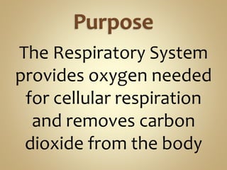 The Respiratory System
provides oxygen needed
for cellular respiration
and removes carbon
dioxide from the body
 