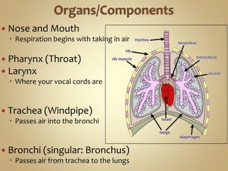  Nose and Mouth
 Respiration begins with taking in air
 Pharynx (Throat)
 Larynx
 Where your vocal cords are
 Trachea (Windpipe)
 Passes air into the bronchi
 Bronchi (singular: Bronchus)
 Passes air from trachea to the lungs
 