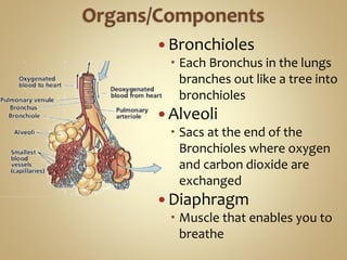  Bronchioles
 Each Bronchus in the lungs
branches out like a tree into
bronchioles
 Alveoli
 Sacs at the end of the
Bronchioles where oxygen
and carbon dioxide are
exchanged
 Diaphragm
 Muscle that enables you to
breathe
 