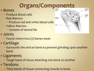  Bones
 Produce blood cells
 Red Marrow
 Produce red and white blood cells
 Yellow Marrow
 Consists of stored fat
 Joints
 Found where two (2) bones meet
 Cartilage
 Surrounds the end on bone to prevent grinding upon another
bone
 Ligaments
 Tough band of tissue attaching one bone to another
 Tendons
 Thick bands of tissue connecting muscle to bone
 