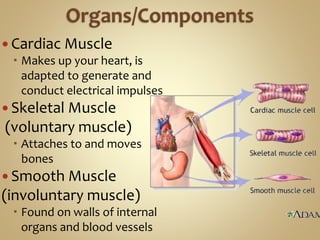  Cardiac Muscle
 Makes up your heart, is
adapted to generate and
conduct electrical impulses
 Skeletal Muscle
(voluntary muscle)
 Attaches to and moves
bones
 Smooth Muscle
(involuntary muscle)
 Found on walls of internal
organs and blood vessels
 