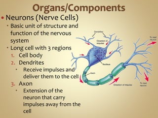  Neurons (Nerve Cells)
 Basic unit of structure and
function of the nervous
system
 Long cell with 3 regions
1. Cell body
2. Dendrites
 Receive impulses and
deliver them to the cell
3. Axon
 Extension of the
neuron that carry
impulses away from the
cell
 