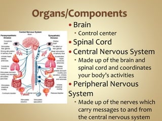  Brain
 Control center
 Spinal Cord
 Central Nervous System
 Made up of the brain and
spinal cord and coordinates
your body’s activities
 Peripheral Nervous
System
 Made up of the nerves which
carry messages to and from
the central nervous system
 