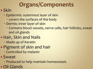  Skin
 Epidermis: outermost layer of skin
 covers the surfaces of the body
 Dermis: inner layer of skin
 Contains blood vessels, nerve cells, hair follicles, sweat
and oil glands
 Hair, Skin and Nails
 Made up of Keratin
 Pigment of skin and hair
 Controlled by melanin
 Sweat
 Produced to help maintain homeostasis
 Oil Glands
 