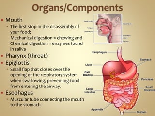  Mouth
 The first stop in the disassembly of
your food;
Mechanical digestion = chewing and
Chemical digestion = enzymes found
in saliva
 Pharynx (throat)
 Epiglottis
 Small flap that closes over the
opening of the respiratory system
when swallowing, preventing food
from entering the airway.
 Esophagus
 Muscular tube connecting the mouth
to the stomach
 