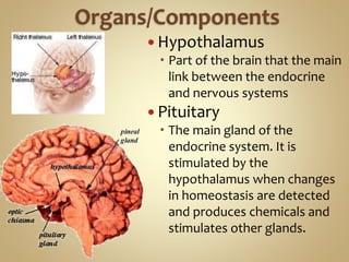  Hypothalamus
 Part of the brain that the main
link between the endocrine
and nervous systems
 Pituitary
 The main gland of the
endocrine system. It is
stimulated by the
hypothalamus when changes
in homeostasis are detected
and produces chemicals and
stimulates other glands.
 