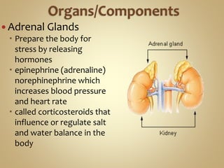  Adrenal Glands
 Prepare the body for
stress by releasing
hormones
 epinephrine (adrenaline)
norephinephrine which
increases blood pressure
and heart rate
 called corticosteroids that
influence or regulate salt
and water balance in the
body
 
