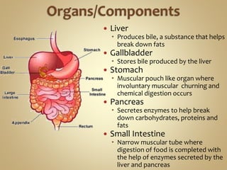  Liver
 Produces bile, a substance that helps
break down fats
 Gallbladder
 Stores bile produced by the liver
 Stomach
 Muscular pouch like organ where
involuntary muscular churning and
chemical digestion occurs
 Pancreas
 Secretes enzymes to help break
down carbohydrates, proteins and
fats
 Small Intestine
 Narrow muscular tube where
digestion of food is completed with
the help of enzymes secreted by the
liver and pancreas
 
