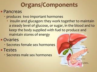  Pancreas
 produces two important hormones
 insulin and glucagon: they work together to maintain
a steady level of glucose, or sugar, in the blood and to
keep the body supplied with fuel to produce and
maintain stores of energy
 Ovaries
 Secretes female sex hormones
 Testes
 Secretes male sex hormones
 