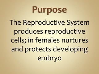 The Reproductive System
produces reproductive
cells; in females nurtures
and protects developing
embryo
 