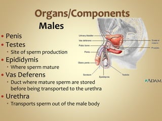 Males
 Penis
 Testes
 Site of sperm production
 Epididymis
 Where sperm mature
 Vas Deferens
 Duct where mature sperm are stored
before being transported to the urethra
 Urethra
 Transports sperm out of the male body
 