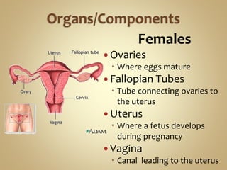 Females
 Ovaries
 Where eggs mature
 Fallopian Tubes
 Tube connecting ovaries to
the uterus
 Uterus
 Where a fetus develops
during pregnancy
 Vagina
 Canal leading to the uterus
 