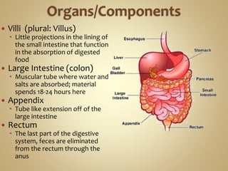  Villi (plural: Villus)
 Little projections in the lining of
the small intestine that function
in the absorption of digested
food
 Large Intestine (colon)
 Muscular tube where water and
salts are absorbed; material
spends 18-24 hours here
 Appendix
 Tube like extension off of the
large intestine
 Rectum
 The last part of the digestive
system, feces are eliminated
from the rectum through the
anus
 