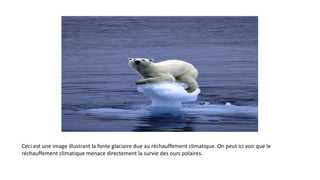 Ceci est une image illustrant la fonte glaciaire due au réchauffement climatique. On peut ici voir que le
réchauffement climatique menace directement la survie des ours polaires.
 