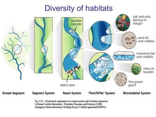 Point Bars:  Inside meander bends