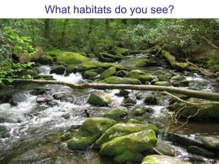 Transverse Bars:  Formed in straight channels